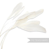 Long Loose Stripped Coque Feathers - Pack of 10