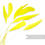 Long Loose Stripped Coque Feathers - Pack of 10