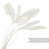 Long Loose Stripped Coque Feathers - Pack of 10