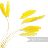 Long Loose Stripped Coque Feathers - Pack of 10