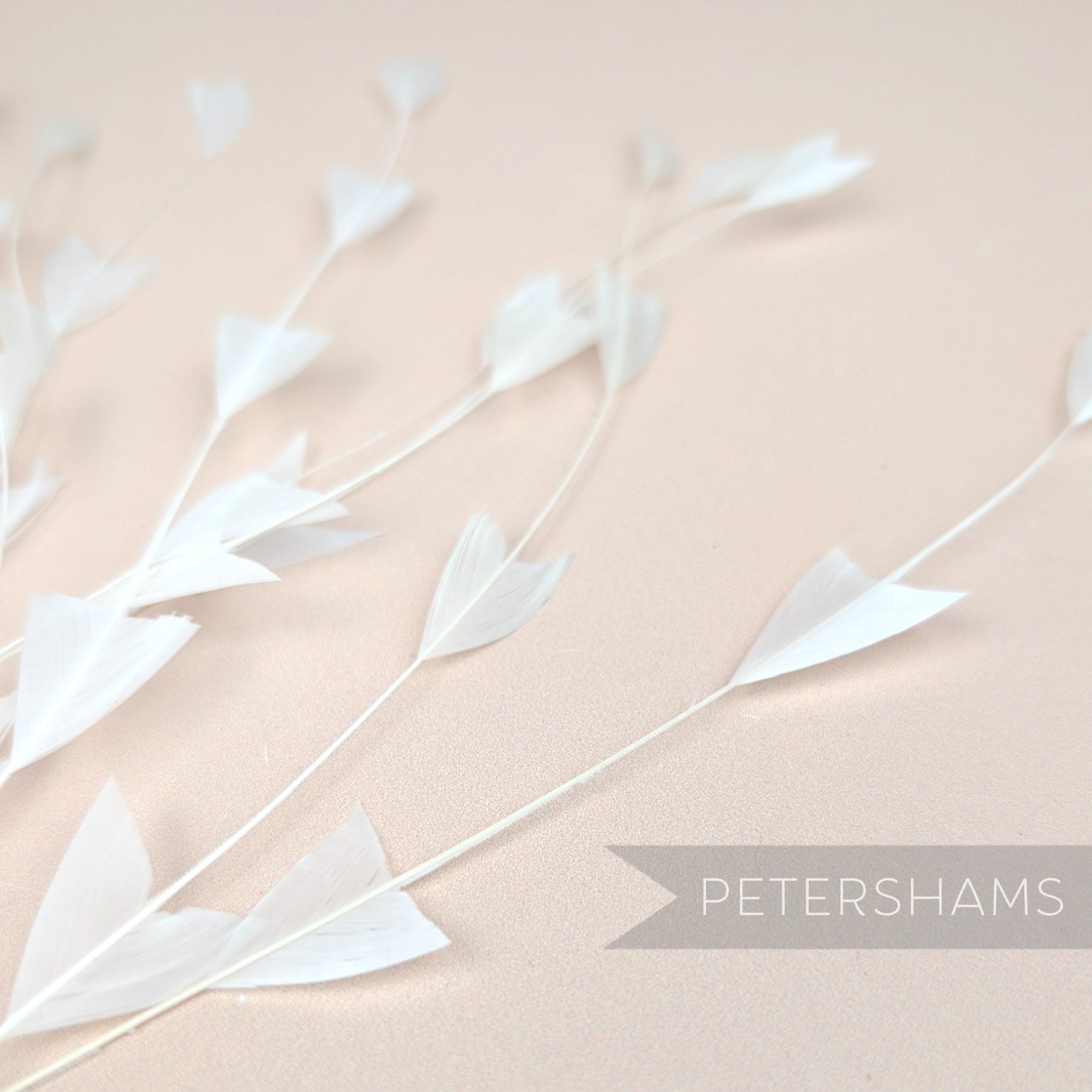 'V' Shaped Stripped Coque Feathers - Pack of 10