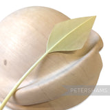 Arrowhead Turkey Quill Feather