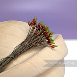 Vintage 1940/50s Wired Single Sided Green & Red Flower Stamens