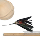 Black Full Coque & Pheasant Large Hat Mount