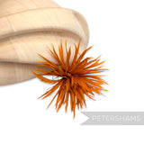 Goose Biot Feather Pom Hat Mount