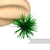 Goose Biot Feather Pom Hat Mount