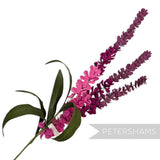 'Lupini' Giant Triple Bloom Vintage 1970/80s Czech Fabric Flower