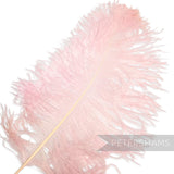 *One-off* Extra Large Prime Ostrich Feathers