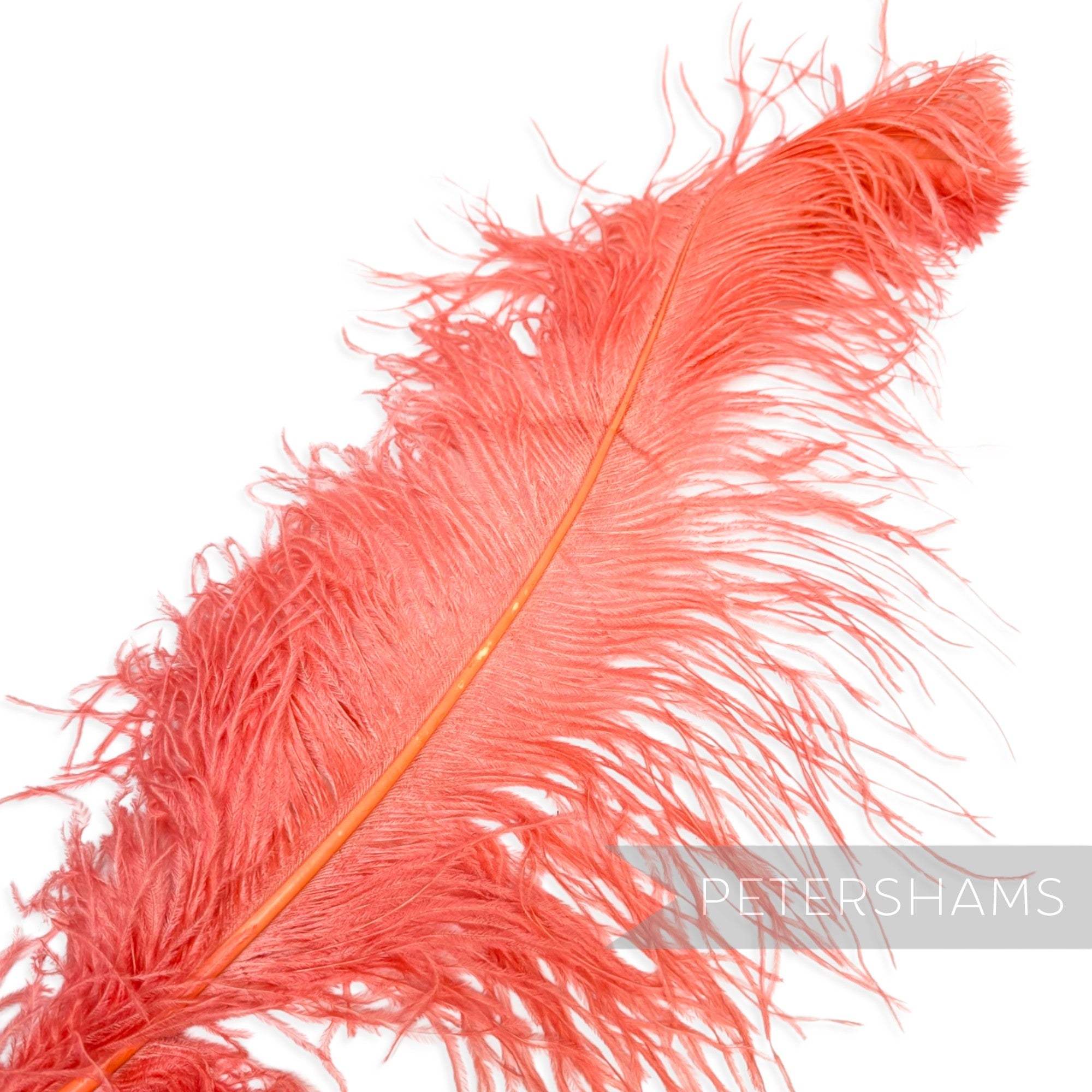 *One-off* Extra Large Prime Ostrich Feathers