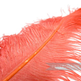 *One-off* Extra Large Prime Ostrich Feathers