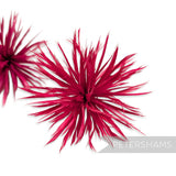 *Sale* Imperfect Goose Feather Biot Poms