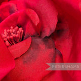 *Sale* IMPERFECT Red Ombre 'Amy' Silk 16cm Millinery Flower