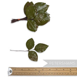 'Varda' Vintage 1960/70s Japanese Triple Glossy Rose Leaf - 24 stems