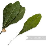 'Robelia' Cotton 16cm Vintage German Primrose Leaves - 12 Stems