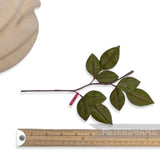 'Ponty' 24cm Vintage 1980/90s Hand-Painted Japanese Wired Leaf Branch