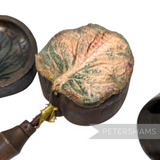 Petershams Millinery Supplies antique brass flower mould and cutter set for crafting a large rounded nasturtium leaf.