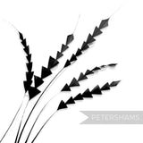 Petershams Millinery Supplies black coque feathers hand-trimmed into a decorative zig zag pattern for hat making.