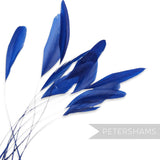 Petershams Millinery Supplies pack of 10 long loose royal blue stripped coque feathers for millinery and fascinators