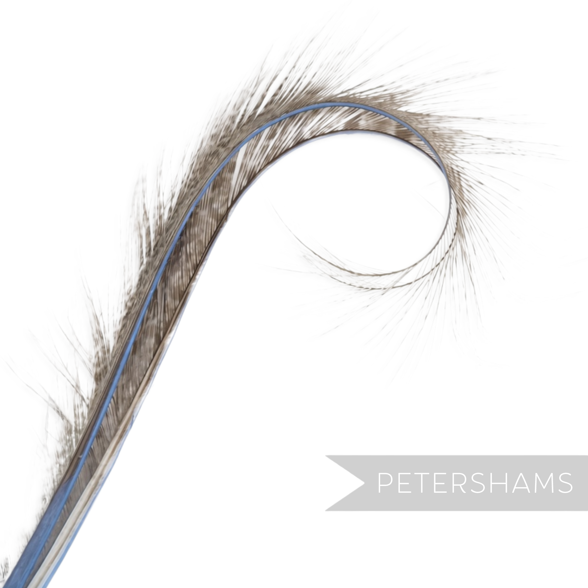 Petershams Millinery Supplies curled and burnt pheasant feather hat mount with wispy texture and blue dyed spine.