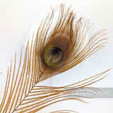 Petershams Millinery Supplies single dyed brown peacock eye feather for hat and fascinator trimming