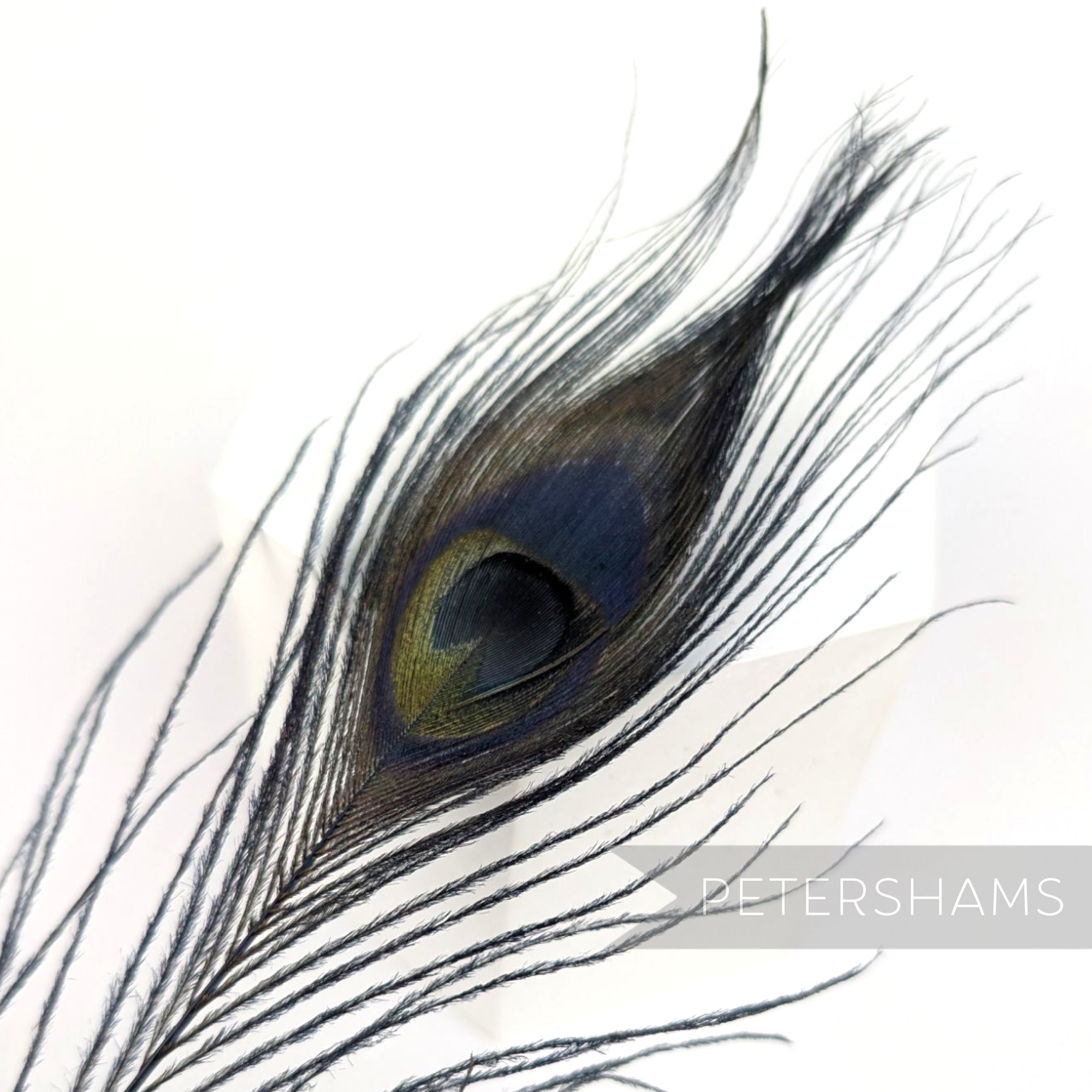 Petershams Millinery Supplies single dyed navy blue peacock eye feather for hat and fascinator trimming