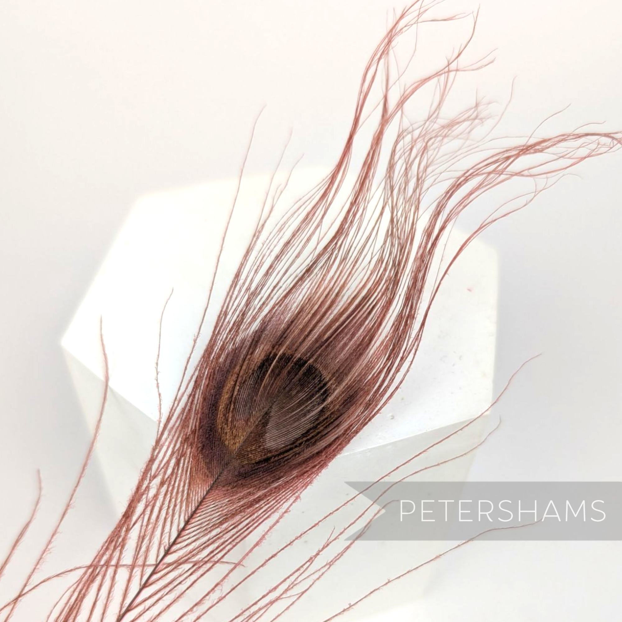 Petershams Millinery Supplies single dyed dusky pink peacock eye feather for hat trimming and fascinator design