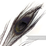 Petershams Millinery Supplies single dyed midnight peacock eye feather for hat and fascinator trimming
