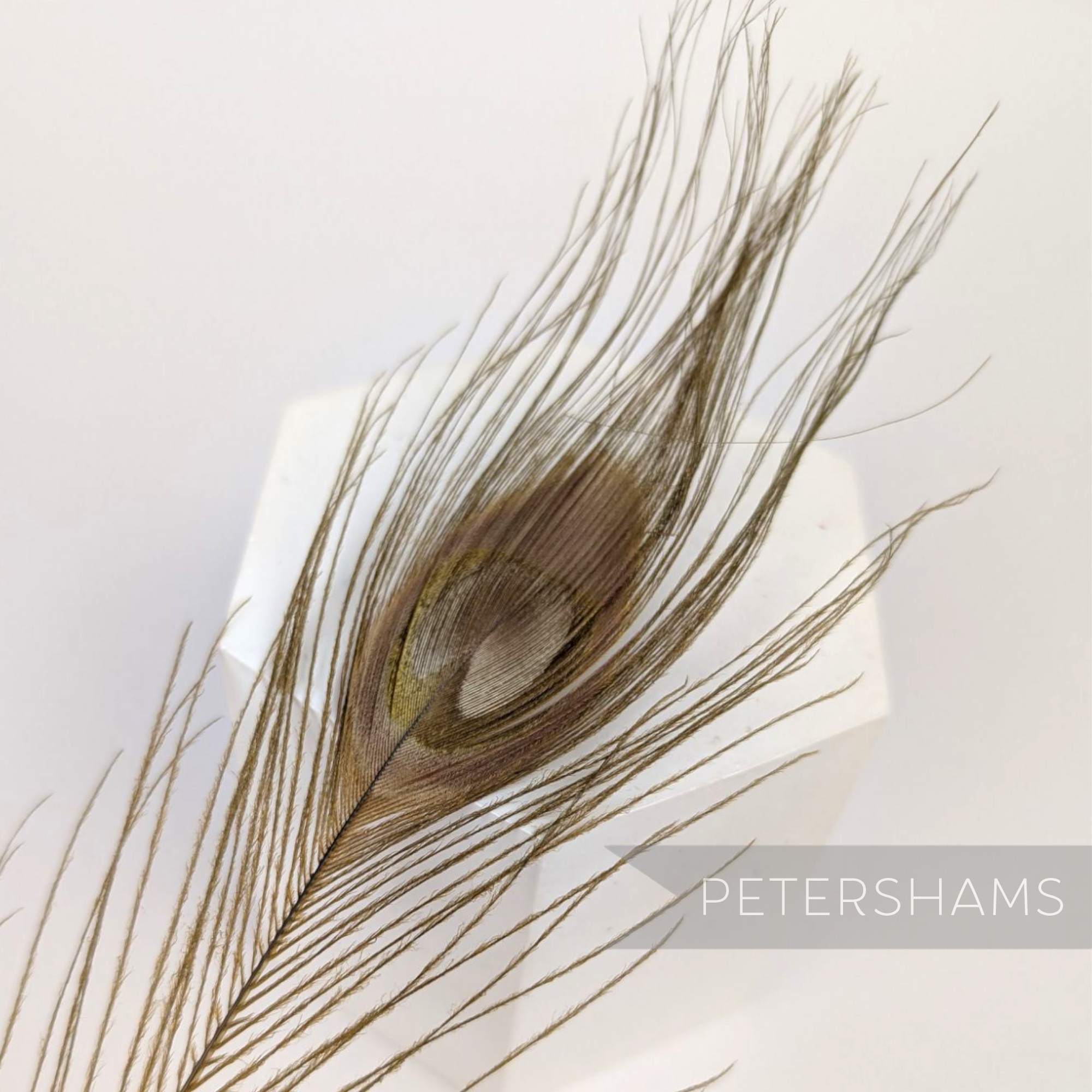 Petershams Millinery Supplies single dyed brown peacock eye feather for hat trimming and fascinator decoration