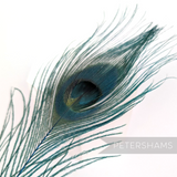 Petershams Millinery Supplies single teal dyed peacock eye feather for hat trimming and fascinator design
