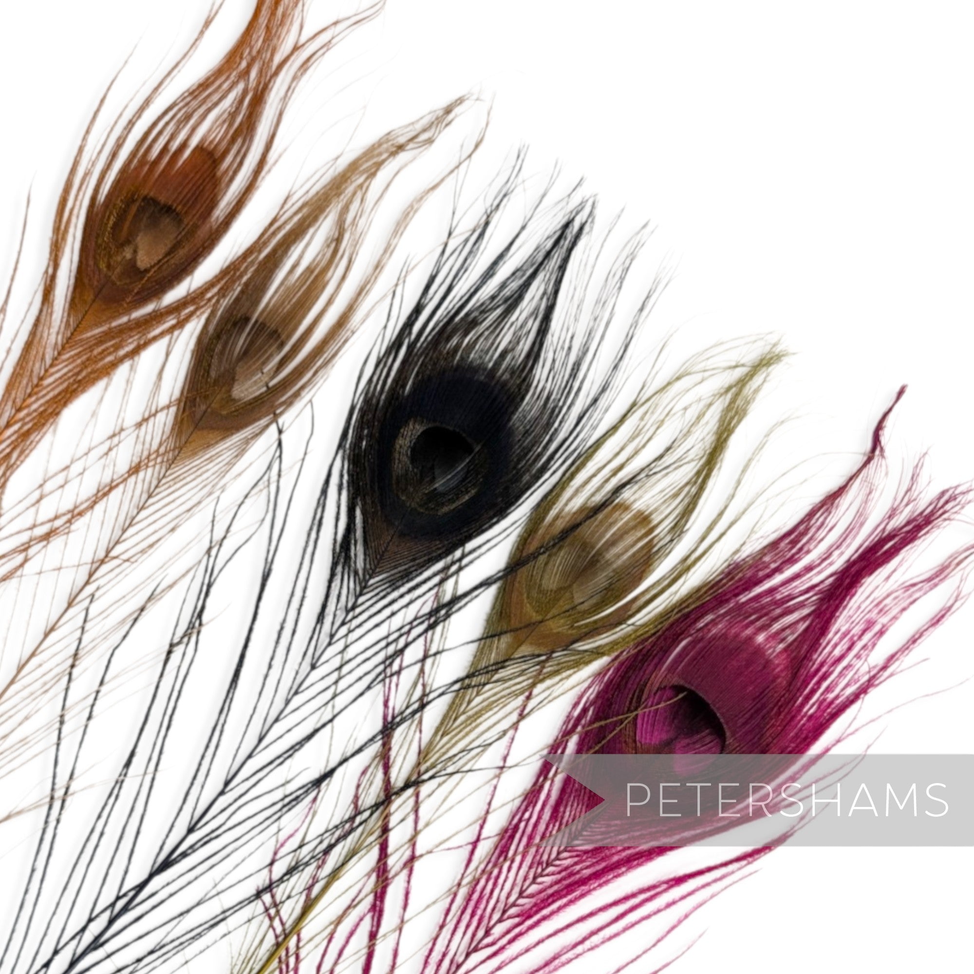Petershams Millinery Supplies single dyed peacock eye feathers in assorted vibrant colours for hat trimming