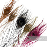 Petershams Millinery Supplies single dyed peacock eye feathers in assorted vibrant colours for hat trimming