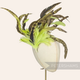 Petershams Millinery Supplies extra large feather hat mount with lime green and chinchilla pattern coque feathers