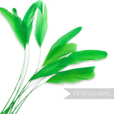 Petershams Millinery Supplies long loose green stripped coque feathers for millinery and fascinator making