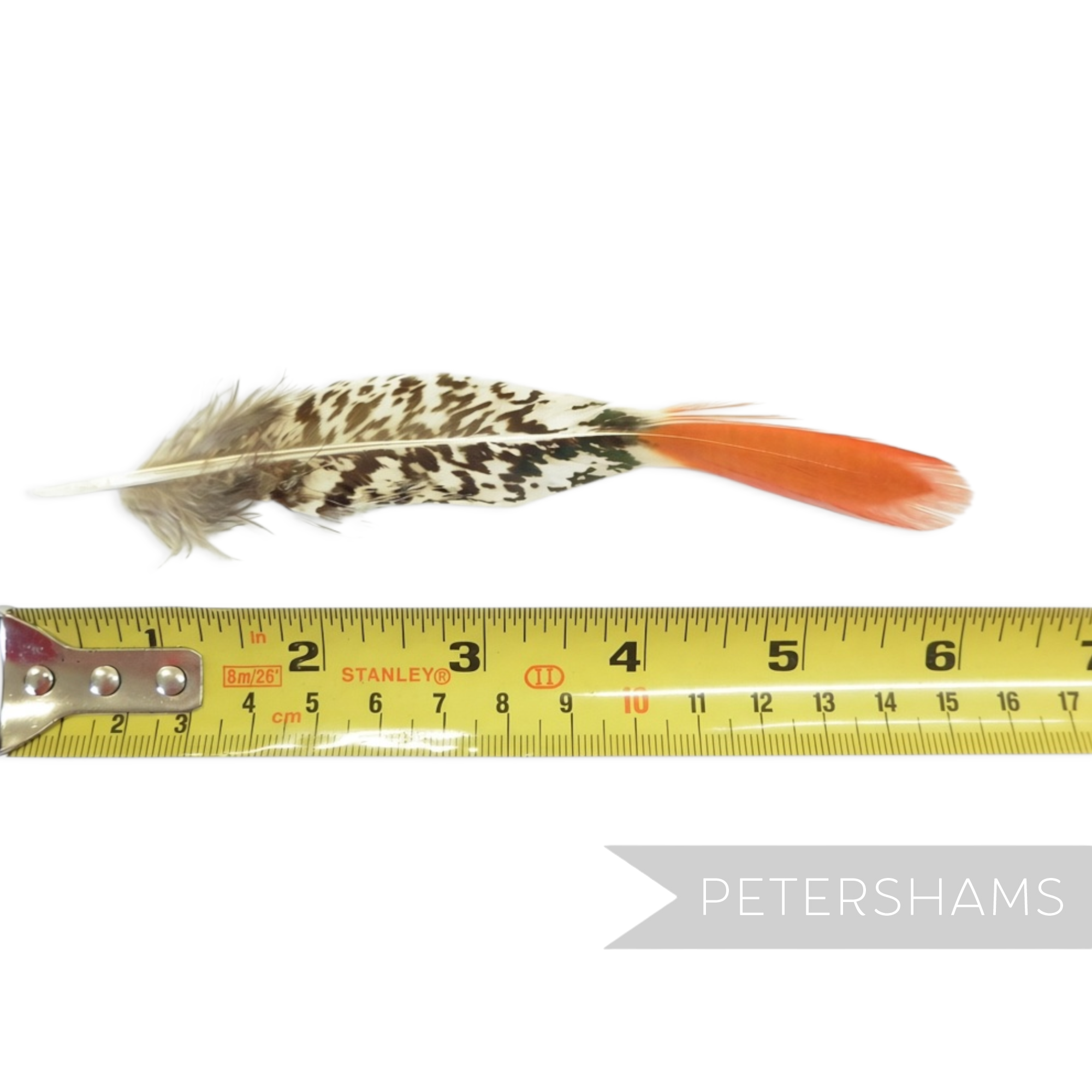 Petershams Millinery Supplies Lady Amherst pheasant feather with black and white spotted base and red-orange tip