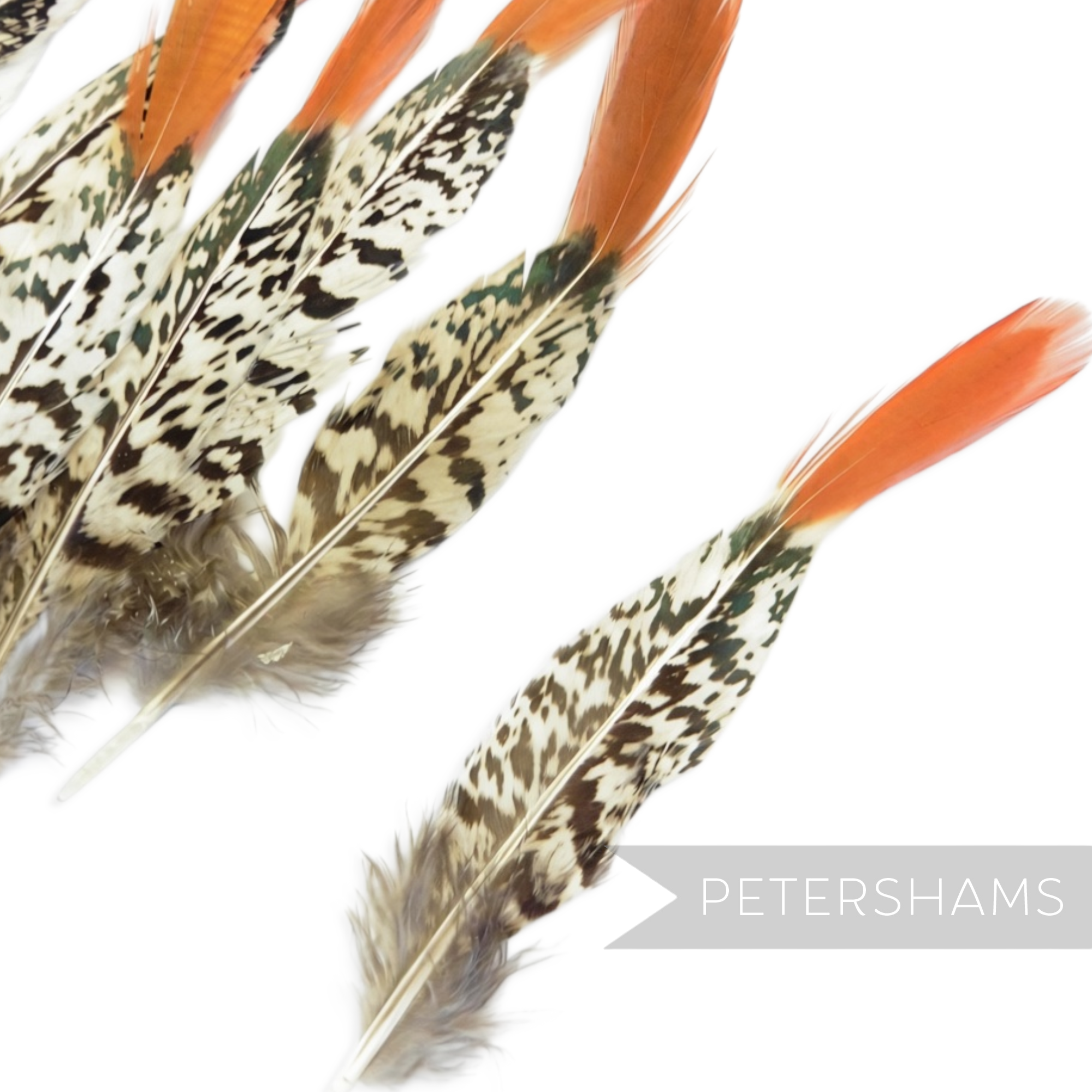 Petershams Millinery Supplies Lady Amherst pheasant feathers with black and white patterns and vibrant red tips.