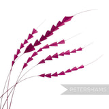 Petershams Millinery Supplies magenta zig zag coque feathers for hat making, pack of five hand-trimmed plumes.