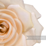 Petershams Millinery Supplies Mandy asymmetric cream fabric flower hat mount with subtle yellowed petal edges