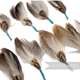 Petershams Millinery Supplies pack of 12 natural brown and white patterned feather hat mounts with jade blue tape