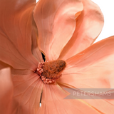 Petershams Millinery Supplies vintage 1980s Celeste large peach fabric magnolia flower with detailed central stamens