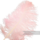 Petershams Millinery Supplies extra large pale pink ostrich feather for dramatic millinery and craft projects