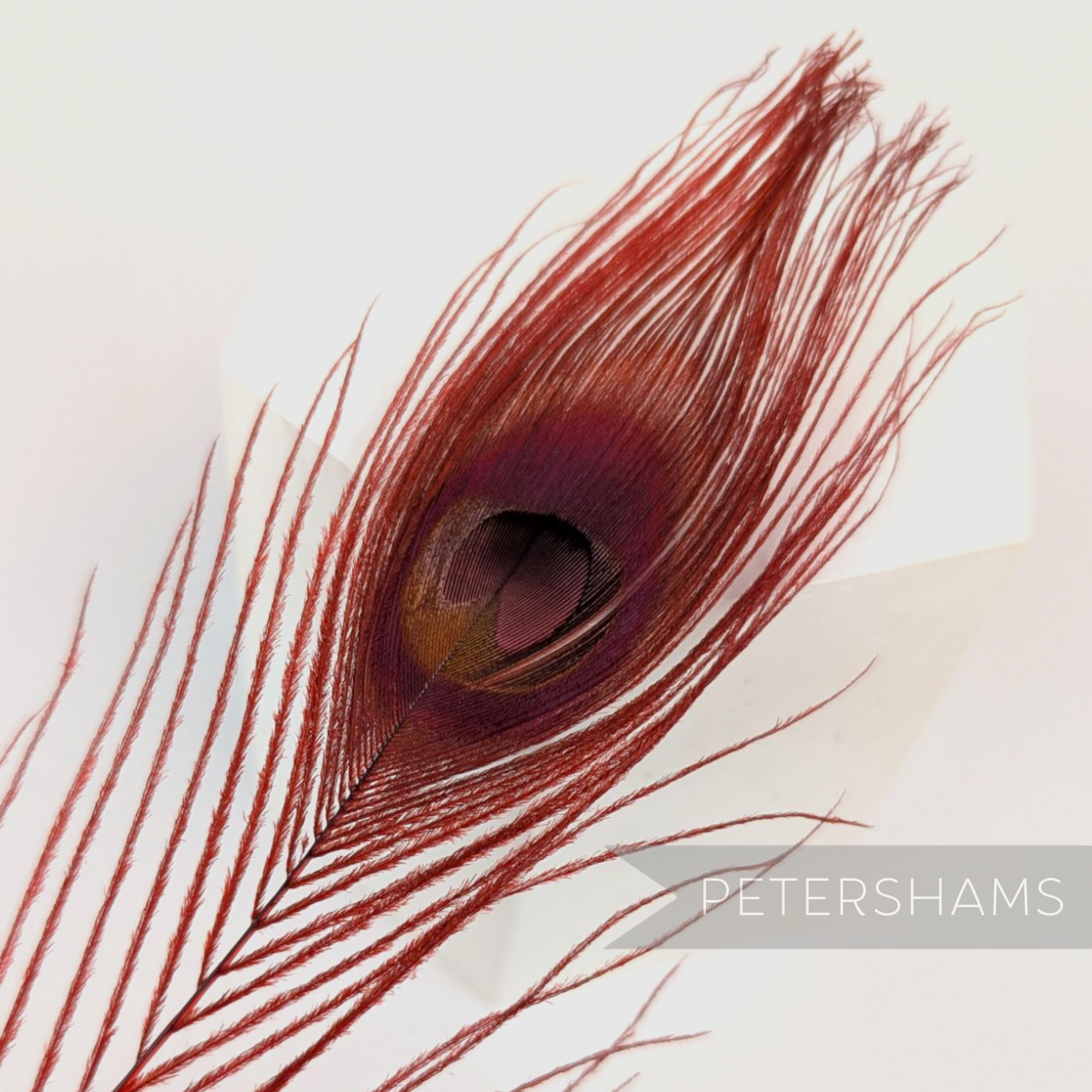 Petershams Millinery Supplies single dyed red peacock eye feather for hat and fascinator trimming