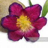 Petershams Millinery Supplies vintage German silk hibiscus flower in deep cerise ombre with long yellow stamens