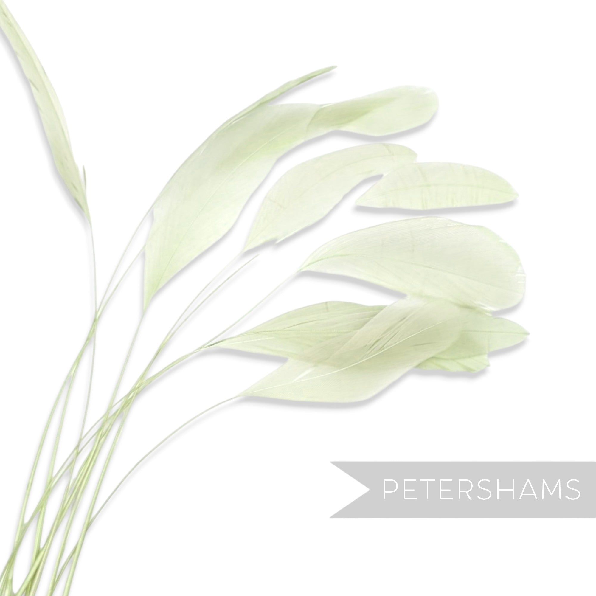 Petershams Millinery Supplies long loose pale green stripped coque feathers for millinery and fascinator making