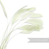 Petershams Millinery Supplies long loose pale green stripped coque feathers for millinery and fascinator making