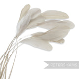 Petershams Millinery Supplies pack of 10 long loose stripped coque feathers in a soft off-white cream colour