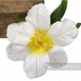 Petershams Millinery Supplies vintage ivory silk hibiscus flower with yellow stamens and green leaves