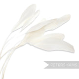 Petershams Millinery Supplies white stripped coque feathers for fascinators and millinery projects