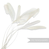 Petershams Millinery Supplies white stripped coque feathers for millinery and fascinator making, pack of 10