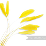 Petershams Millinery Supplies long loose yellow stripped coque feathers for millinery and fascinator making