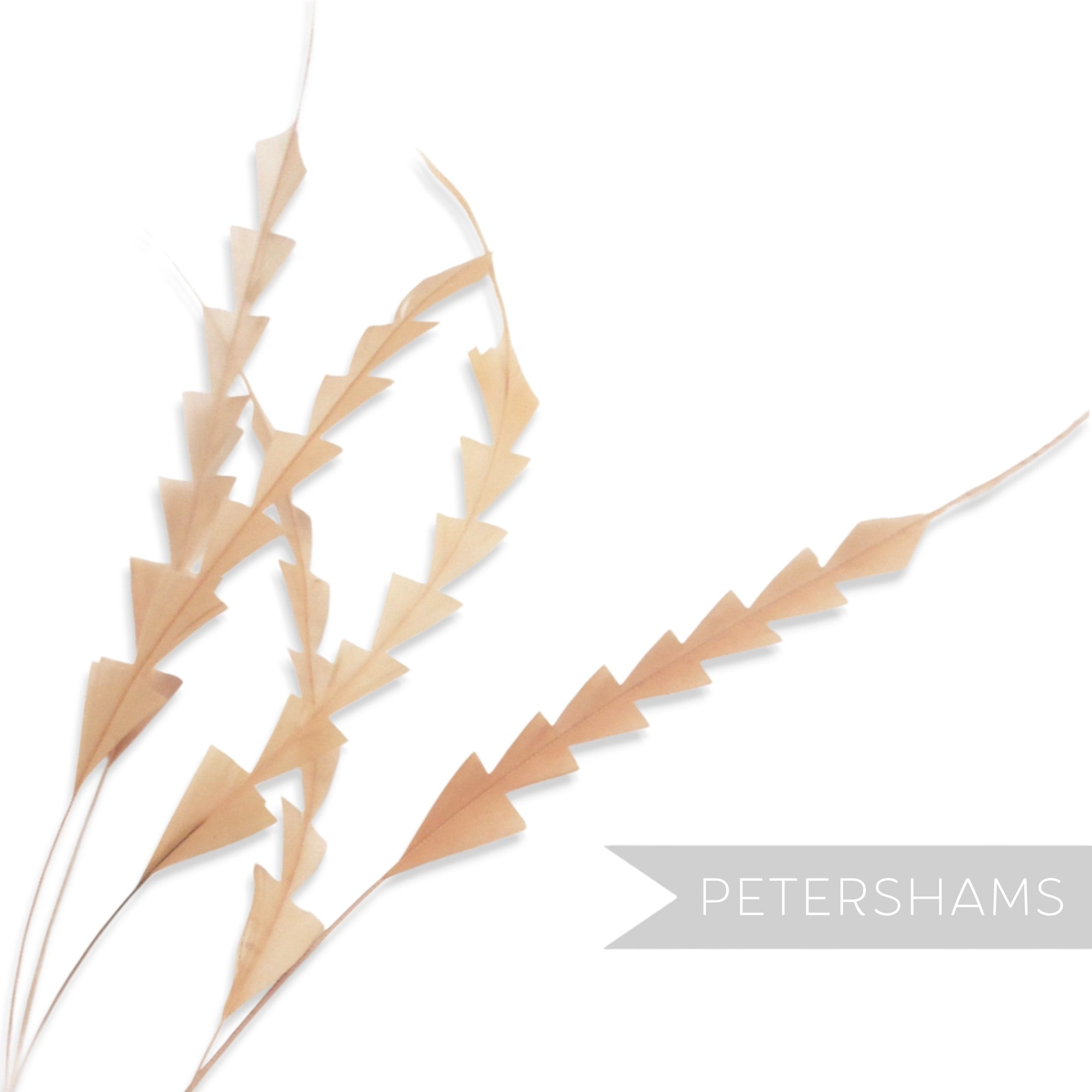 Petershams Millinery Supplies beige hand-stripped coque feathers with a decorative zig zag pattern for hat making